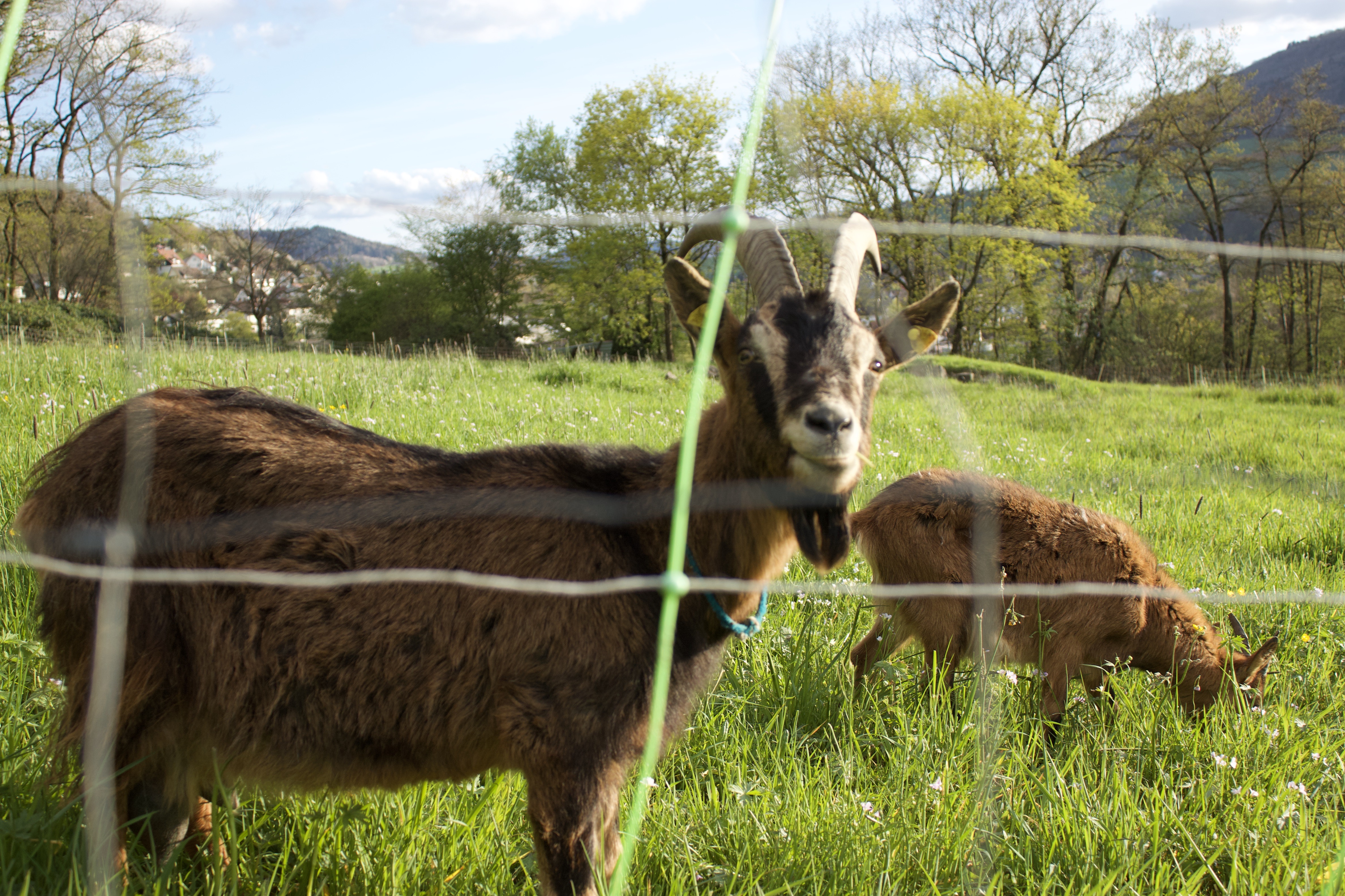 Ziege im Feld, Blickkontakt